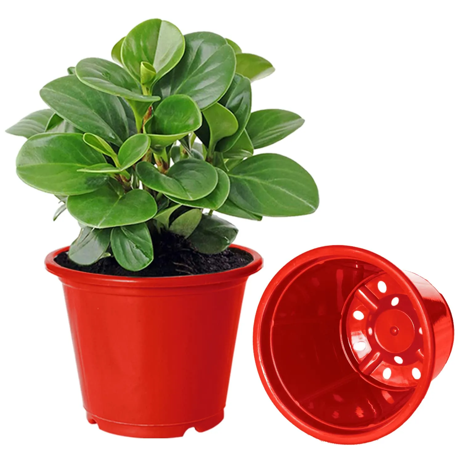 Heart Home Durable Plastic Flower Pot|Gamla with Drain Holes for Indoor Home Decor & Outdoor Balcony,Garden,6"x5",Pack of 4 (Red)