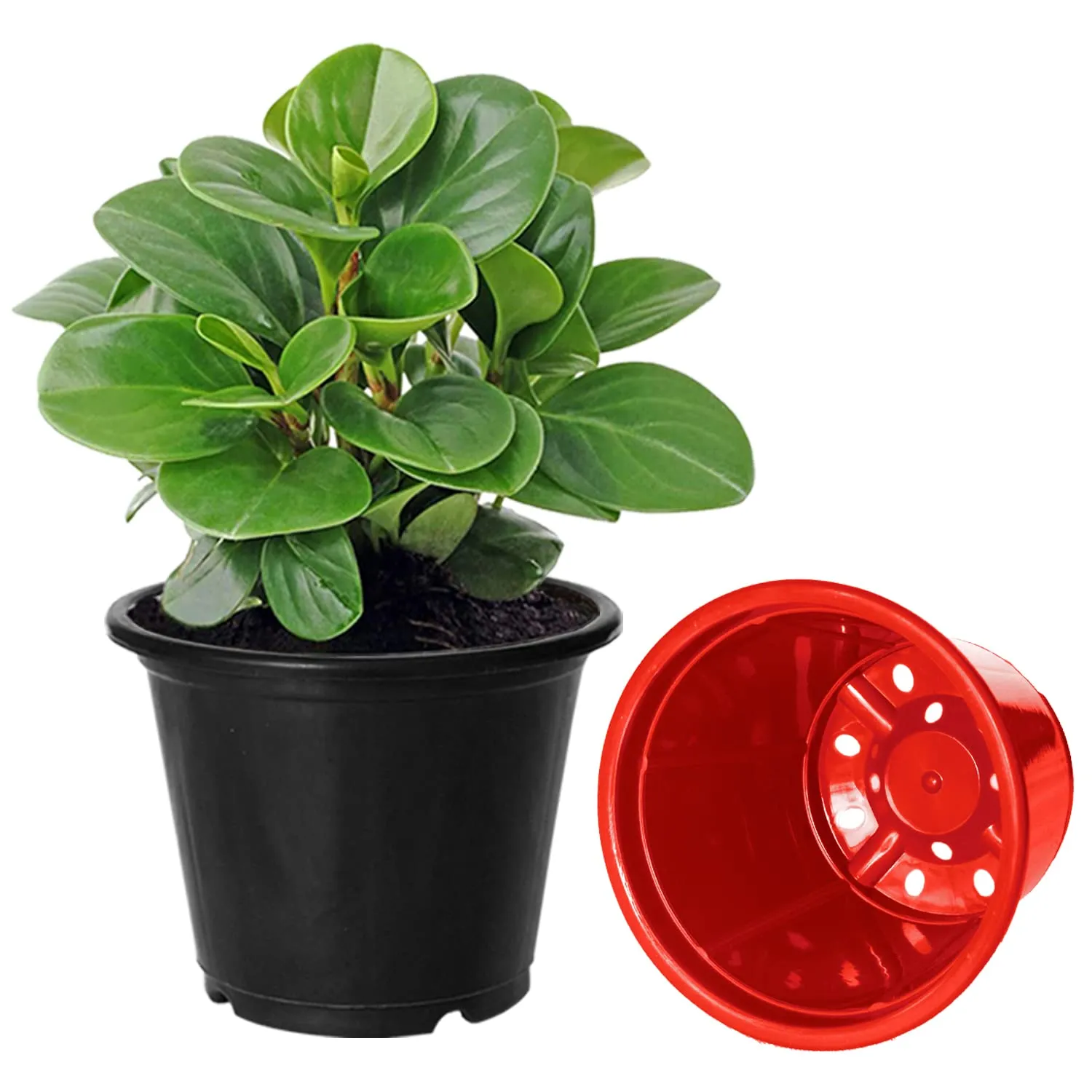 Kuber Industries Durable Plastic Flower Pot|Gamla for Indoor Home Decor & Outdoor Balcony,Garden,6"x5",Pack of 3 (Green,Red,Black)
