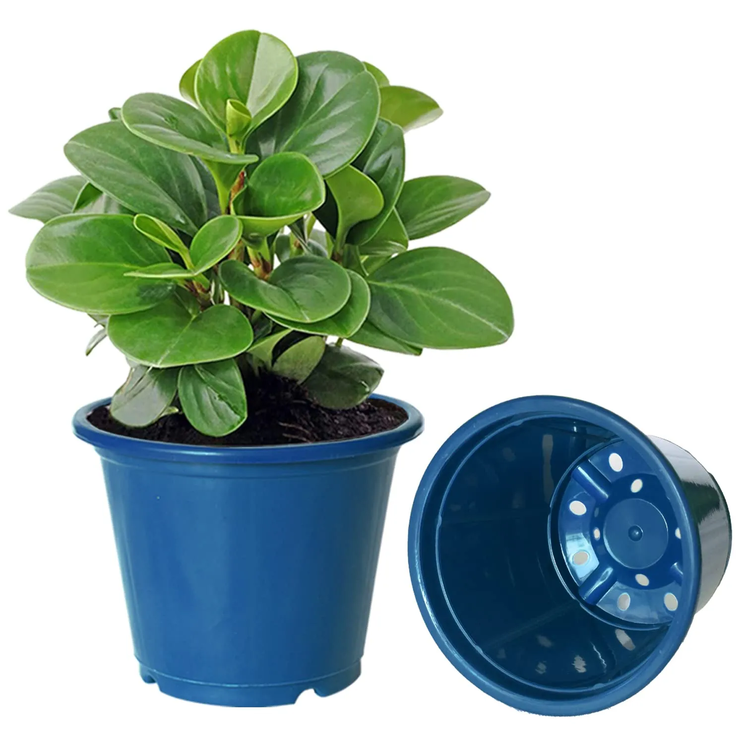 Kuber Industries Durable Plastic Flower Pot|Gamla with Drain Holes for Indoor Home Decor & Outdoor Balcony,Garden,6"x5",Pack of 10,(Blue)